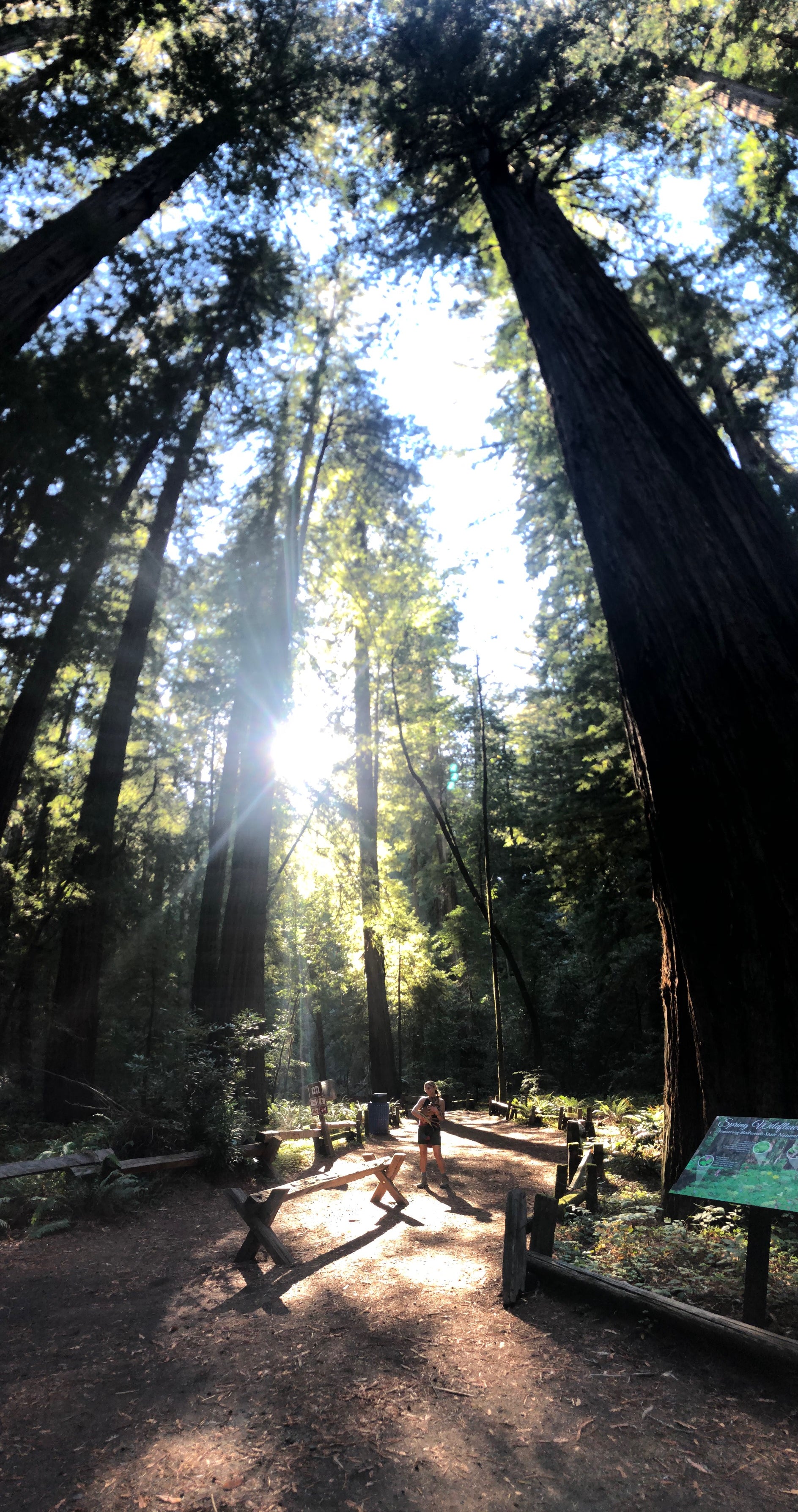 Redwood Forest California